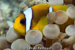 Red Sea Anemonefish, Abu Hamada, Hurghada. Canon EOS 350d... by Tobias Reitmayr 